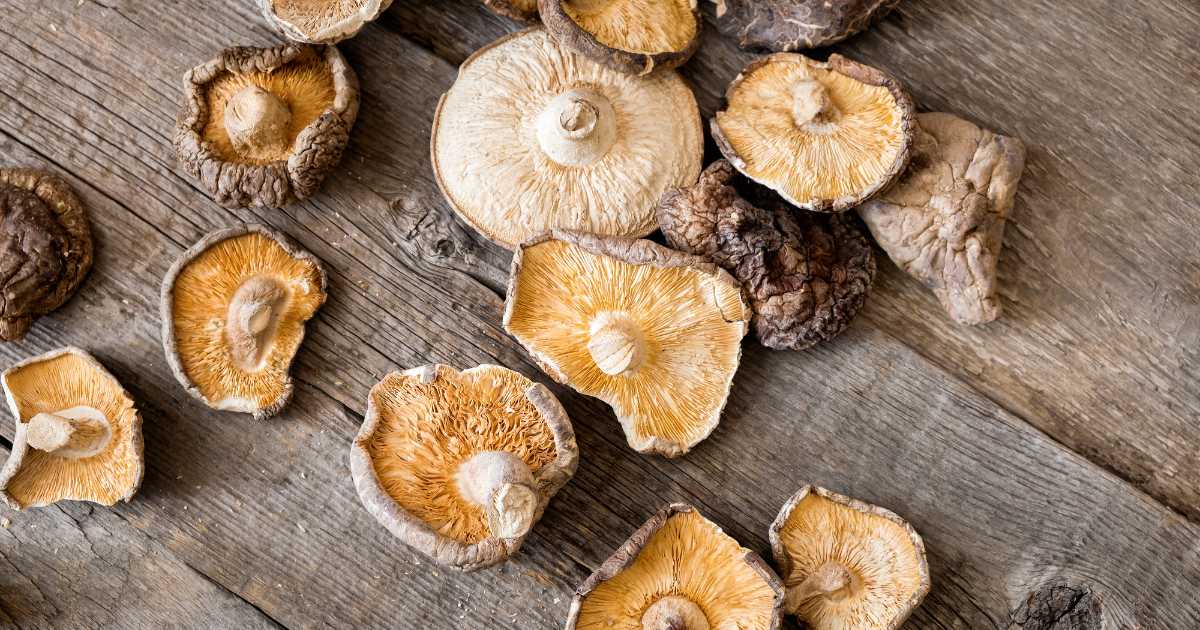 Pesquisadores substituem silício por shitake no desenvolvimento de chips