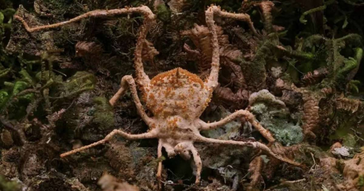 Pesquisadores identificam nova espécie de fungo ‘zumbi’ que infecta aranhas na Mata Atlântica