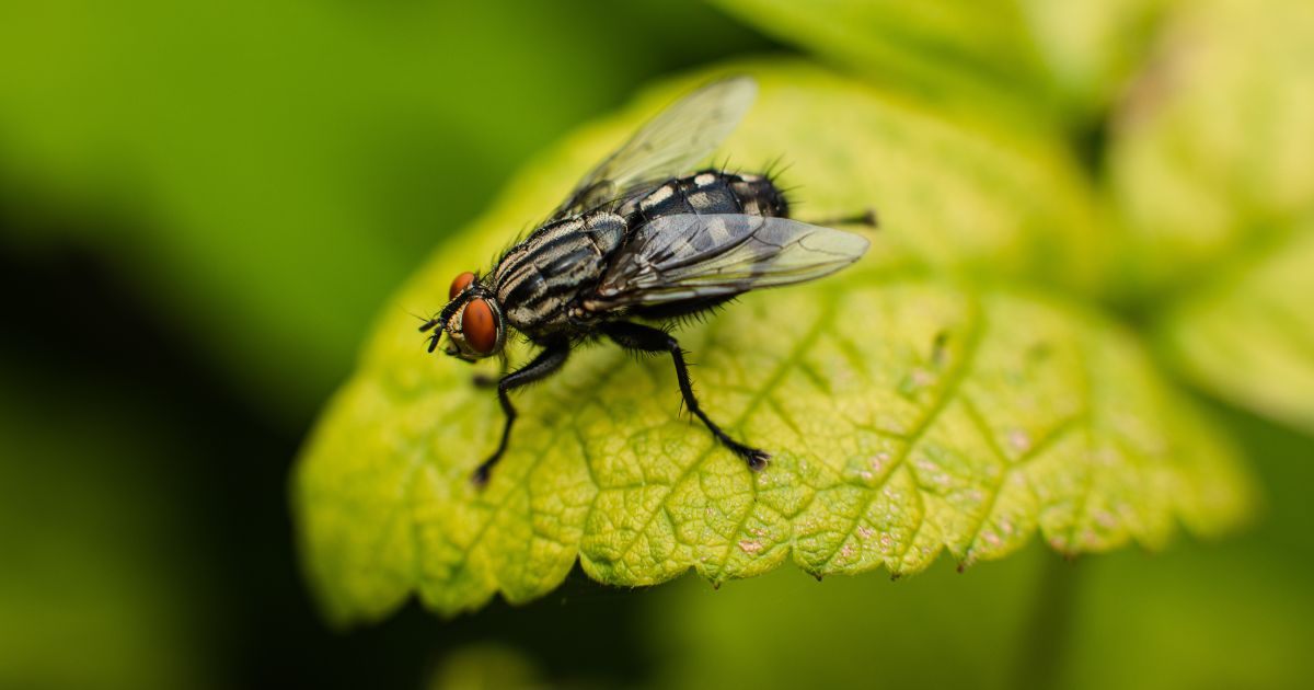 Pesquisa brasileira usa moscas para investigar causas do autismo