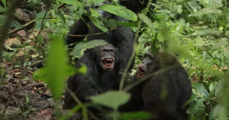 “Guerra civil" de chimpanzés choca comunidade científica
