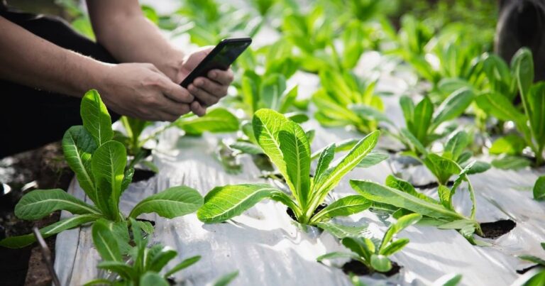Brasileiros descobrem planta eficaz na remoção de microplásticos da água