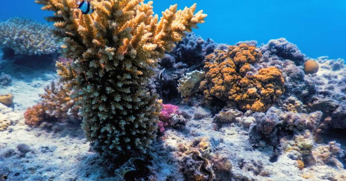 Brasileiros criam modelo de IA para proteger ecossistemas marinhos