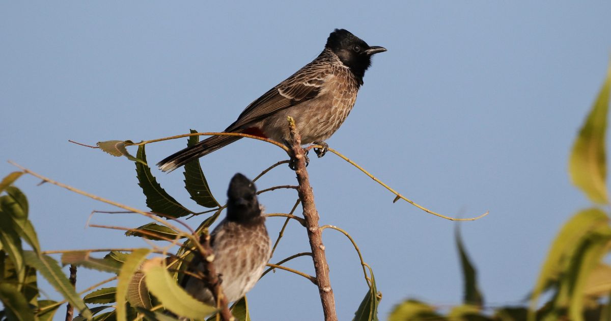 Imagens editadas por IA ameaçam registros científicos sobre aves