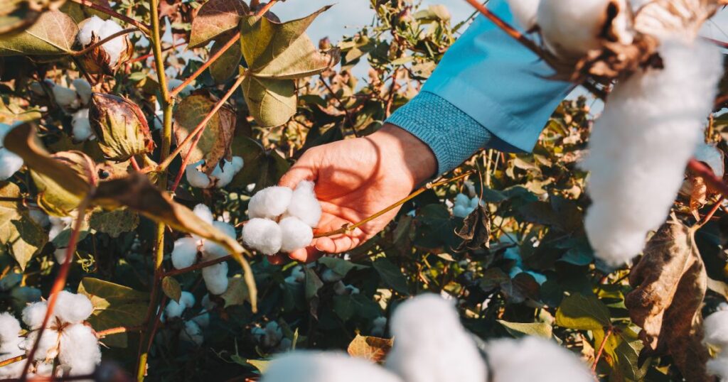 Paraná aposta no algodão para reduzir impactos ambientais e diversificar a produção agrícola