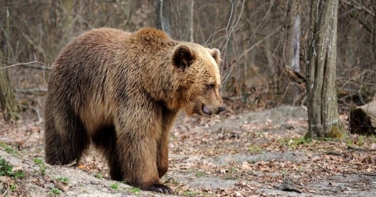 Imagem falsa de urso feita com IA mobiliza polícia e rende multa na Rússia